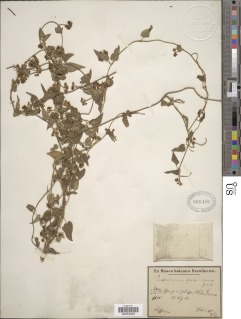 Cynanchum ethiopicum image