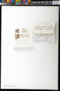 Pertusaria rhexostoma image