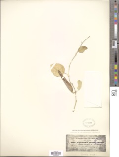 Image of Leptadenia arborea