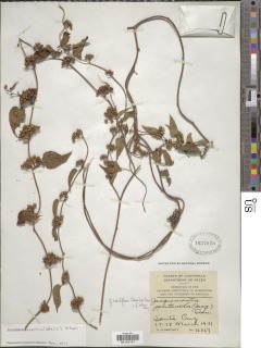 Image of Jacquemontia verticillata