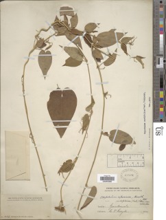 Image of Oxypetalum cordifolium