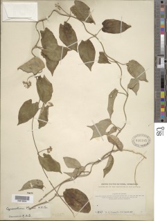 Cynanchum adalinae subsp. mannii image