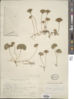 Dichondra occidentalis image