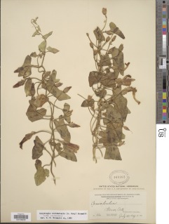 Image of Calystegia occidentalis