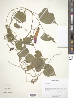 Image of Ipomoea acuminata