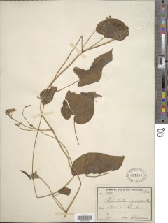 Cynanchum ethiopicum image