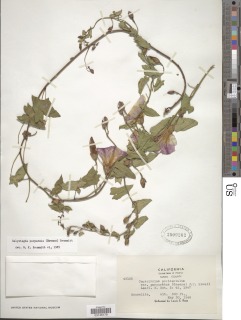Calystegia purpurata image