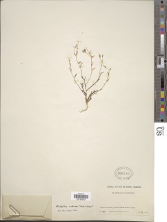 Allophyllum gilioides subsp. violaceum image
