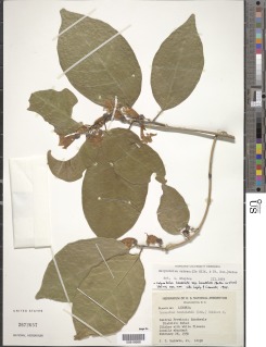 Calycobolus heudelotii subsp. heudelotii image