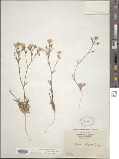 Gilia latiflora subsp. davyi image