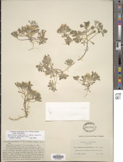 Langloisia setosissima subsp. setosissima image