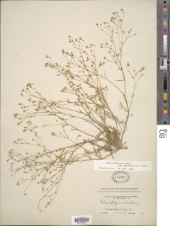Gilia ochroleuca subsp. bizonata image