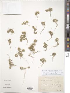 Navarretia leucocephala subsp. plieantha image