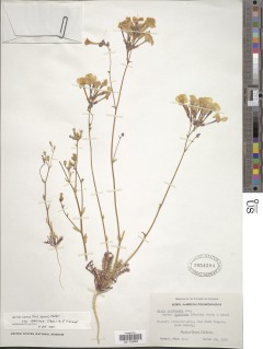Gilia cana subsp. speciosa image