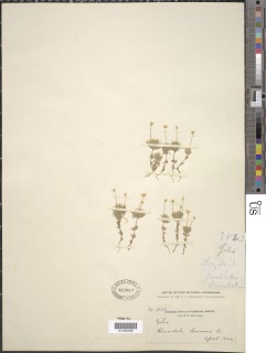 Leptosiphon acicularis image
