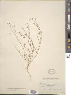 Allophyllum gilioides image