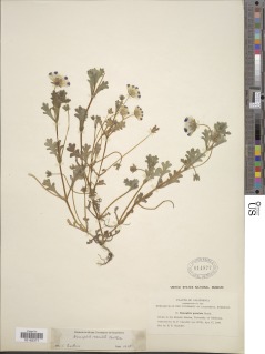 Nemophila maculata image