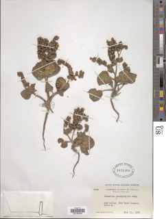 Phacelia pachyphylla image
