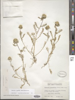 Navarretia cotulifolia image