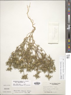 Navarretia hamata subsp. parviloba image