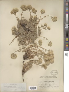 Ipomopsis congesta subsp. montana image