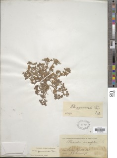 Phacelia gymnoclada image