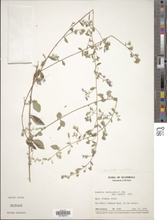 Loeselia glandulosa subsp. glandulosa image