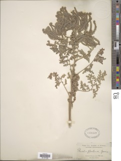 Phacelia floribunda image