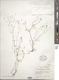 Gilia tricolor subsp. diffusa image
