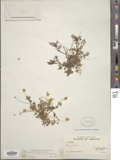 Nemophila menziesii var. atomaria image