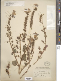 Phacelia campanularia var. vasiformis image