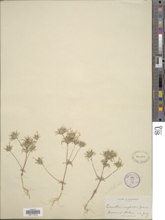 Leptosiphon ciliatus subsp. neglectus image