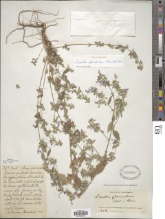 Loeselia glandulosa image