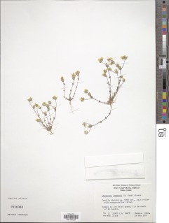 Leptosiphon lemmonii image