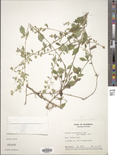 Loeselia glandulosa subsp. glandulosa image