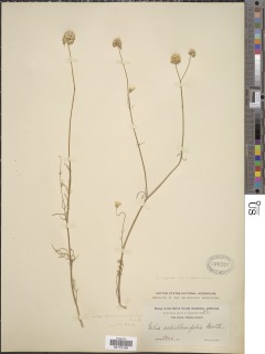 Gilia capitata subsp. mediomontana image