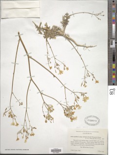 Gilia cana subsp. speciformis image
