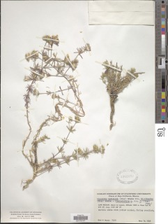 Leptosiphon floribundus image