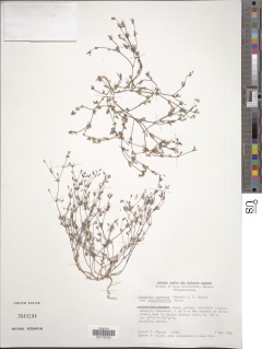 Leptosiphon pygmaeus subsp. continentalis image