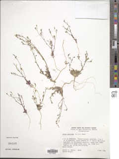 Gilia mexicana image