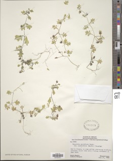 Nemophila parviflora var. quercifolia image