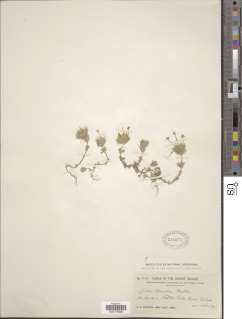 Leptosiphon ciliatus subsp. neglectus image