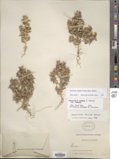 Navarretia hamata subsp. hamata image