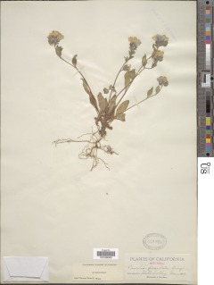 Phacelia divaricata image