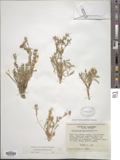 Polemonium pulcherrimum image
