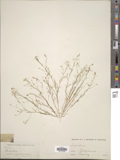 Navarretia leptalea subsp. leptalea image