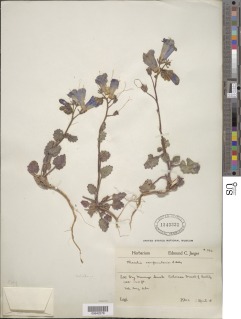 Phacelia campanularia image
