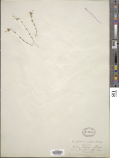 Leptosiphon acicularis image