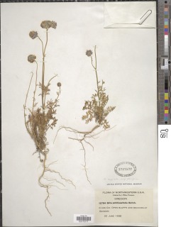 Gilia capitata subsp. pacifica image