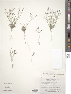 Gilia cana subsp. triceps image